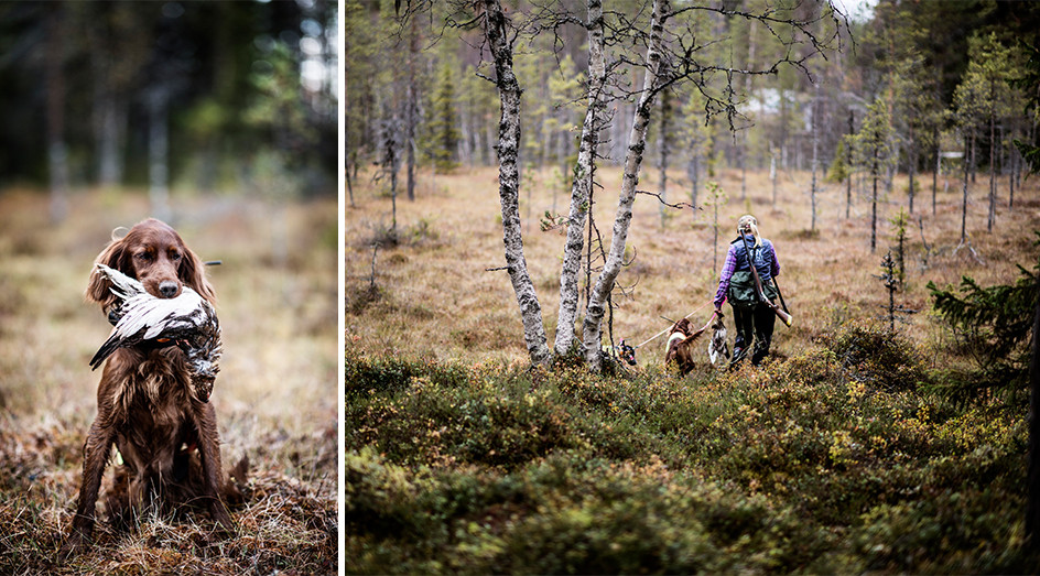 Fågelhund och jägare i skogen